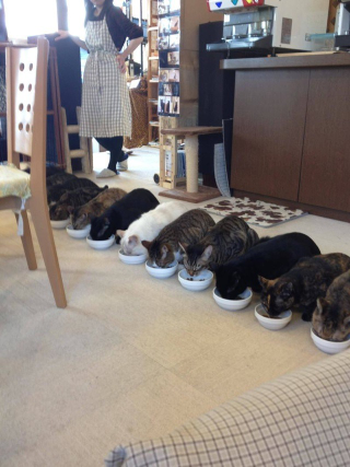 Illustration for article titled Some of Japan's Cutest and Most Amusing Twitter Pics